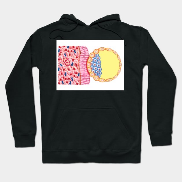 Blastocyst Formation, illustration (C025/6742) Hoodie by SciencePhoto